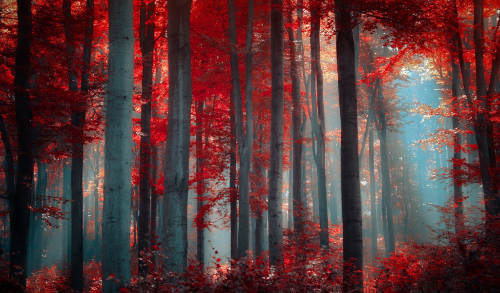 Осенний лес