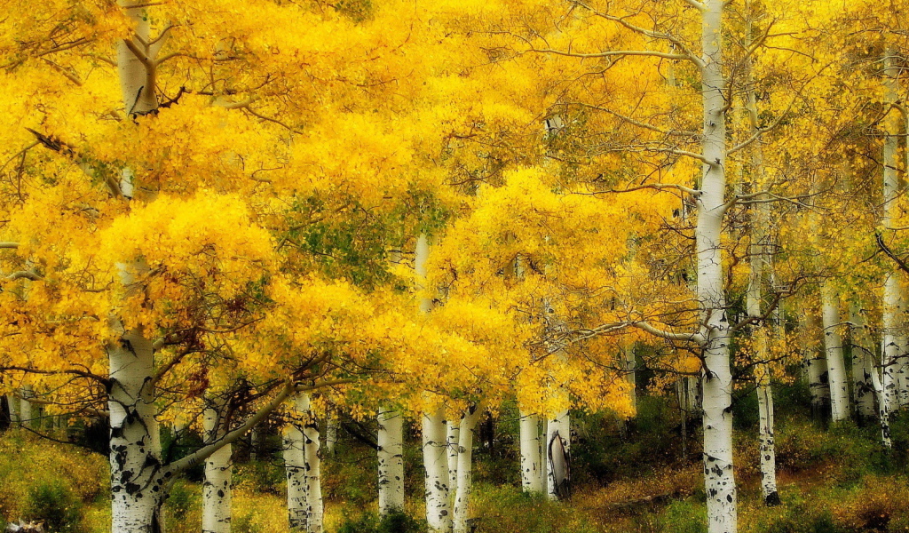 Осень в березовой роще