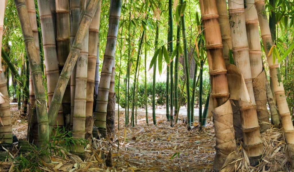 Бамбук на дикой природе