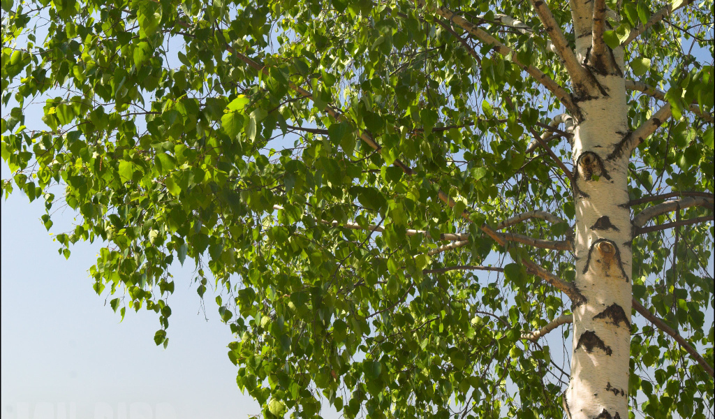 Береза на фоне неба