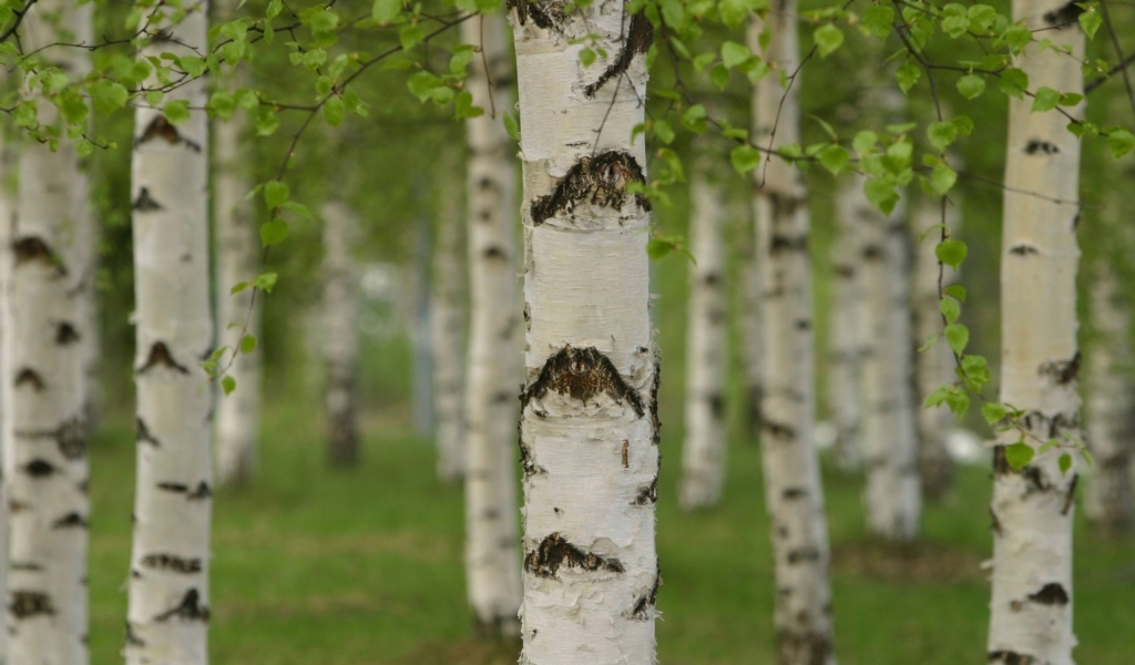 Березовая роща