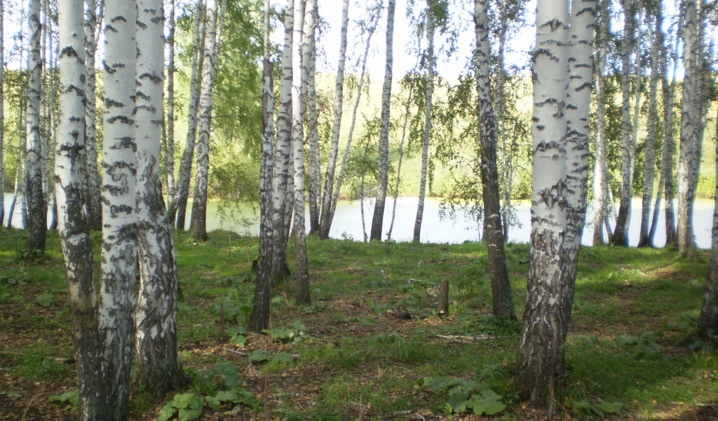 Березовая роща у озера