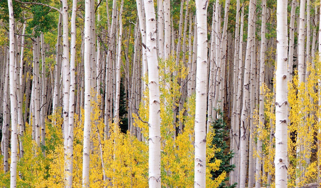 Березовая чаща