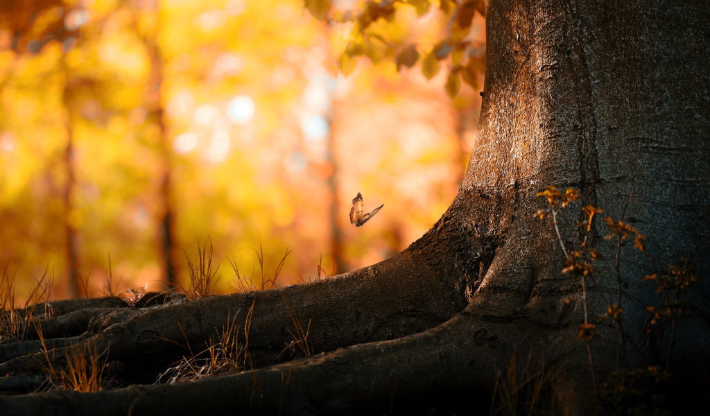 Лес бабочек