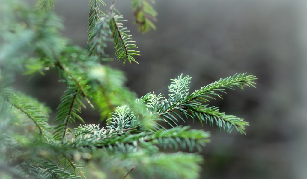 Ветки елки