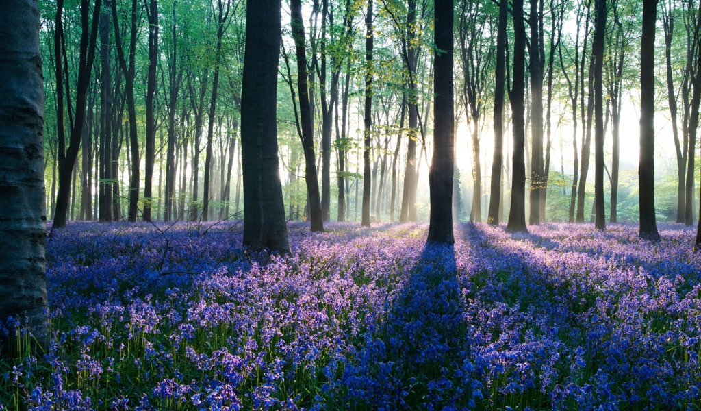 Рассвет в лесу