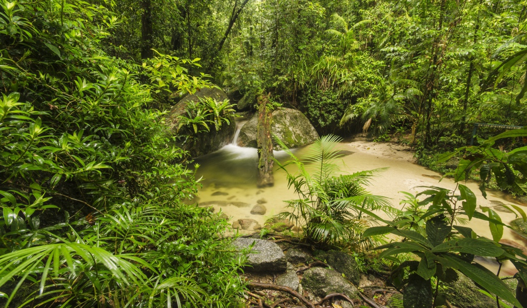 Густой тропический лес