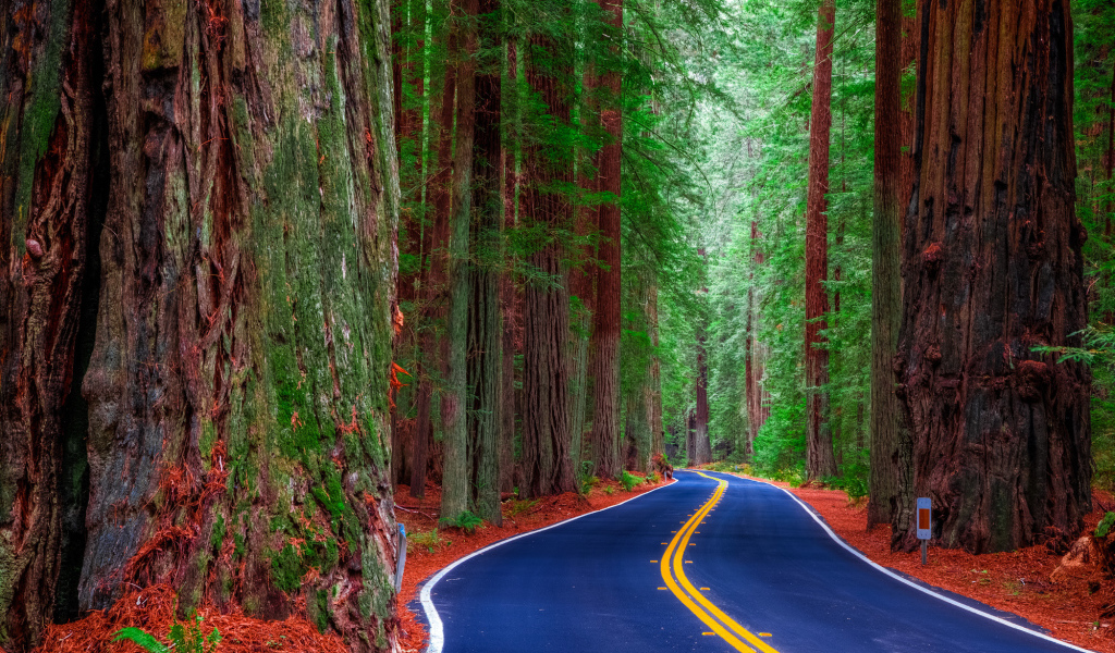 Шоссе среди леса