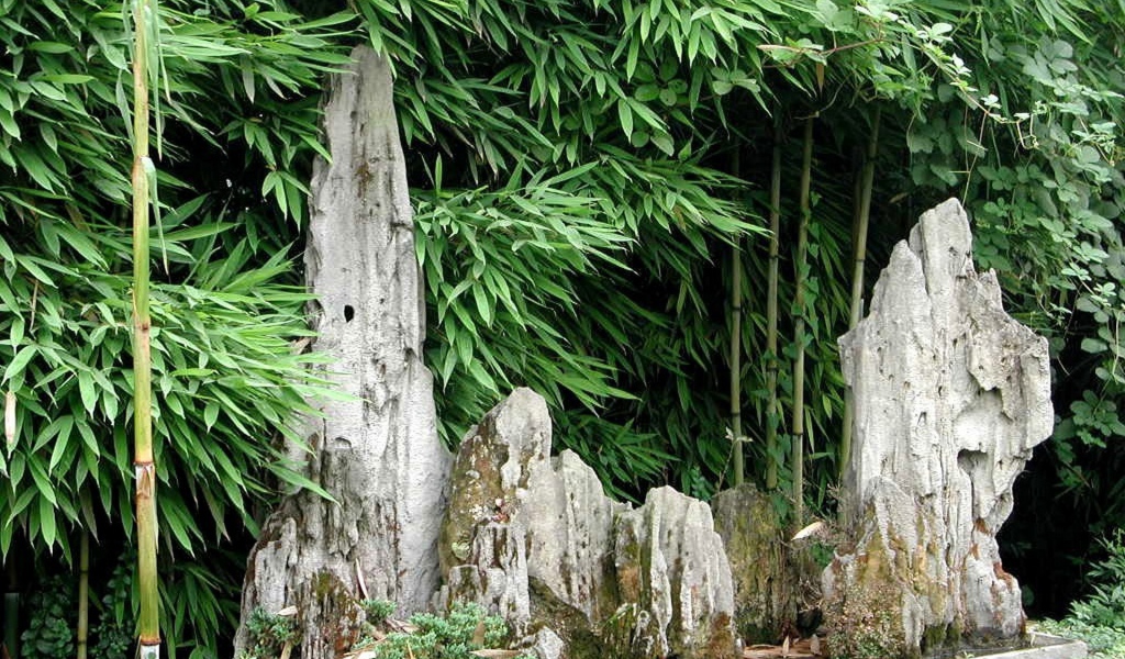 Японский бамбуковый лес