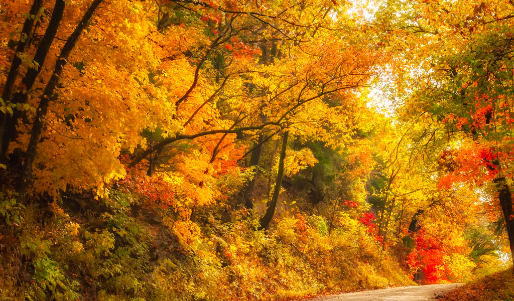 Глубокая осень в лесу