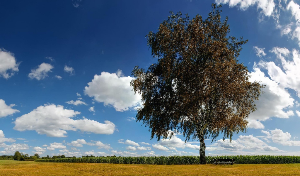 Одинокая береза