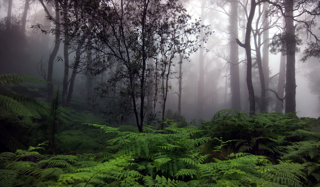 Утренний туман в лесу