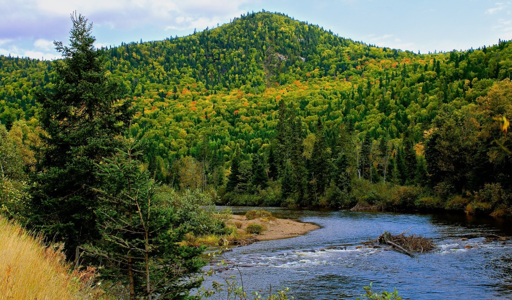 Гора покрытая лесом