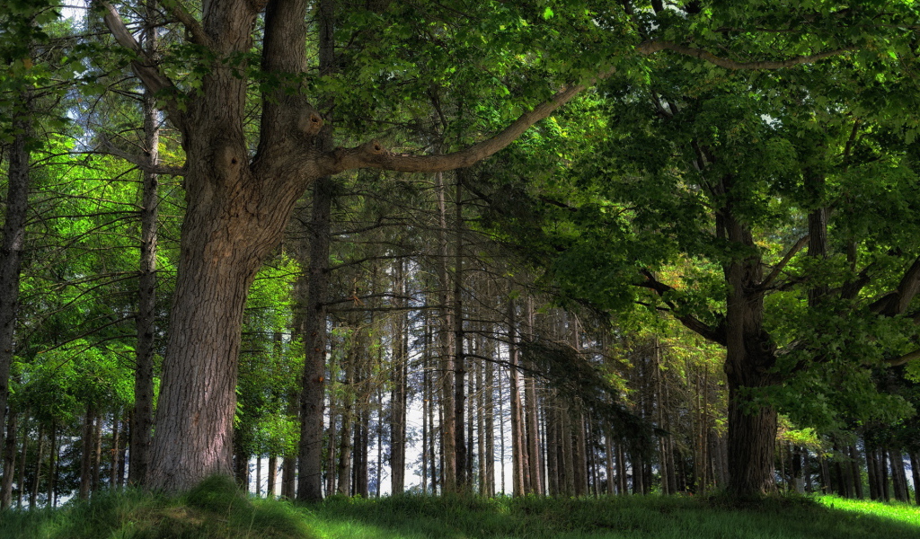 Дубовый лес