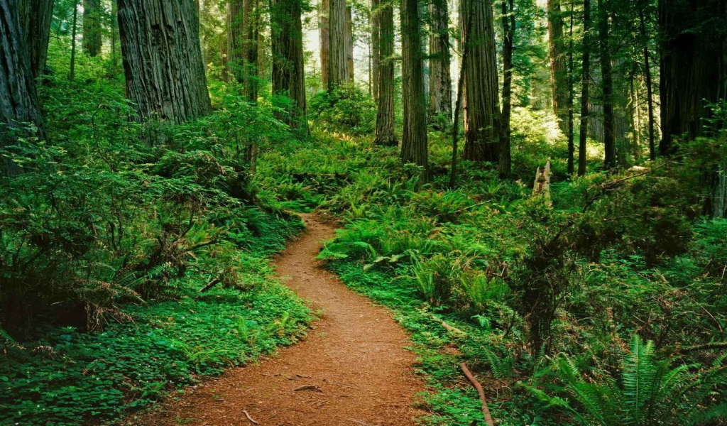 Тропинка в лесу