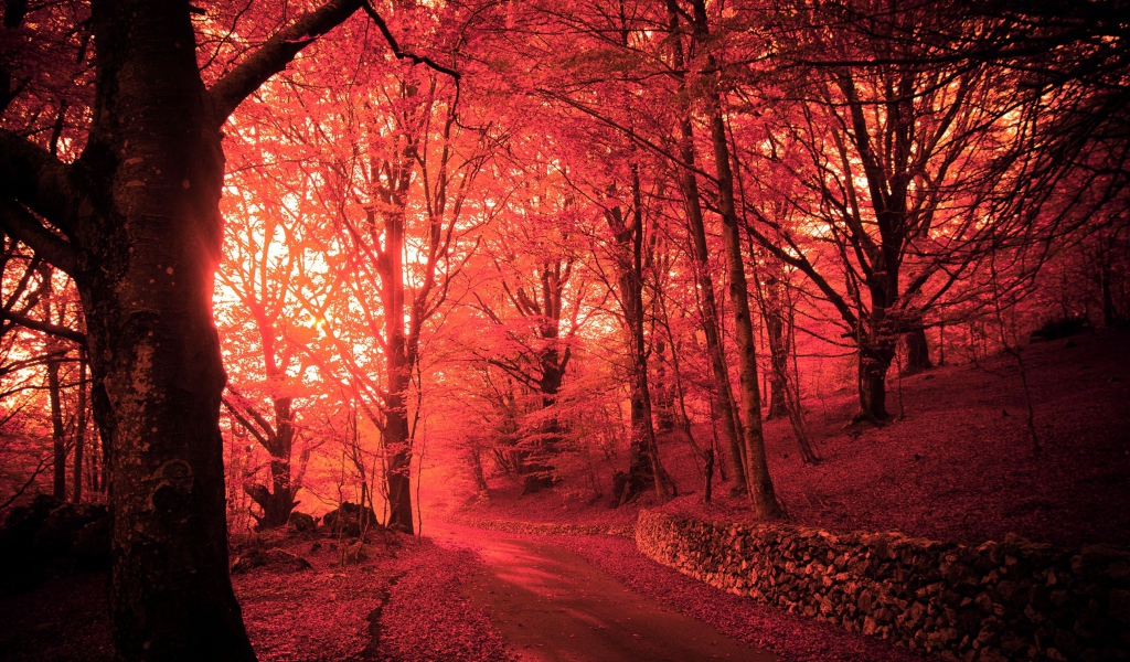 Розовый осенний лес
