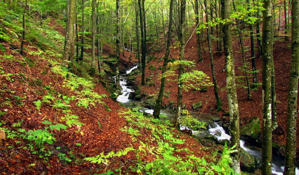 Быстрый ручей в лесу