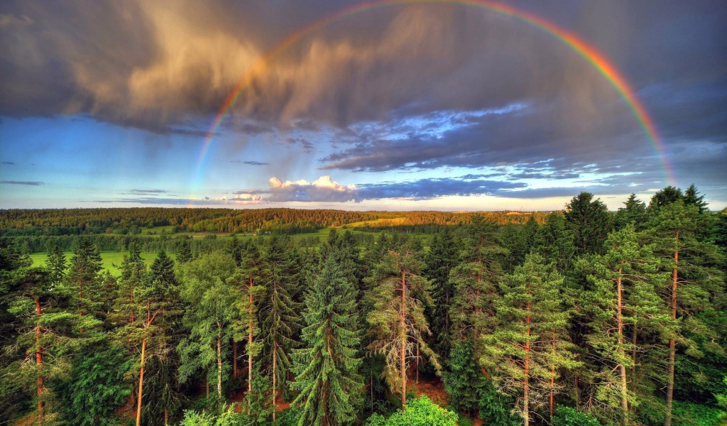 Радуга над лесом