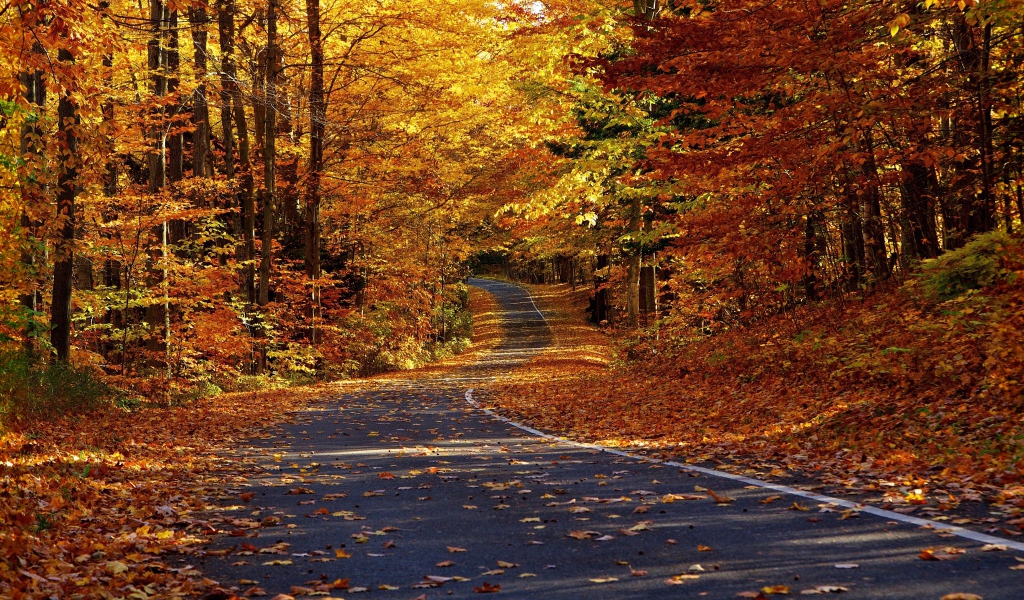 Дорога в осеннем лесу
