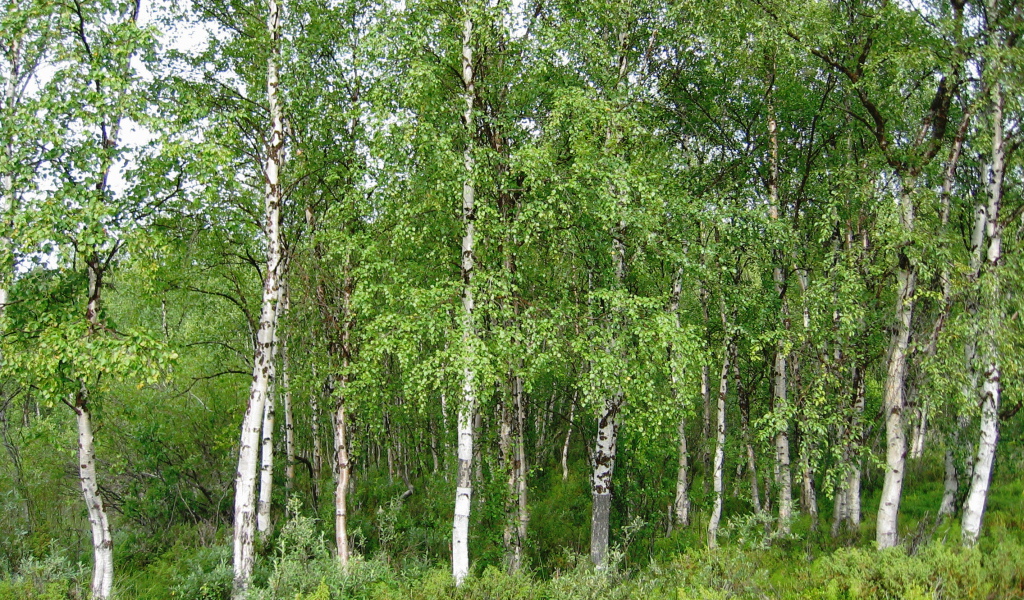 Летняя березовая роща