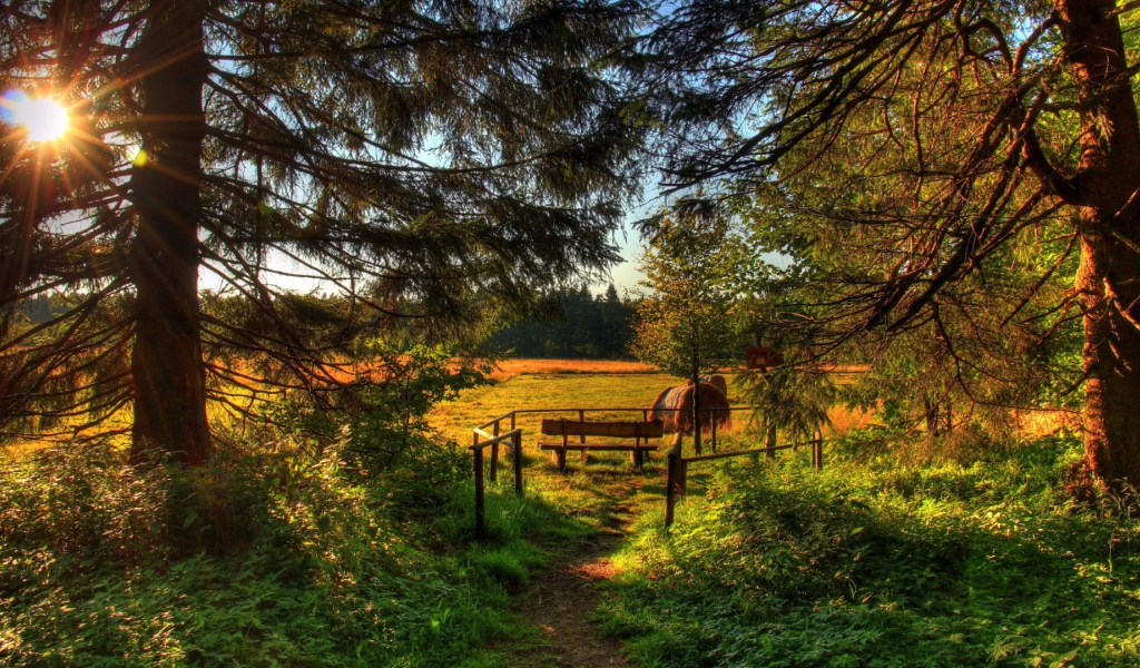 Летняя полянка