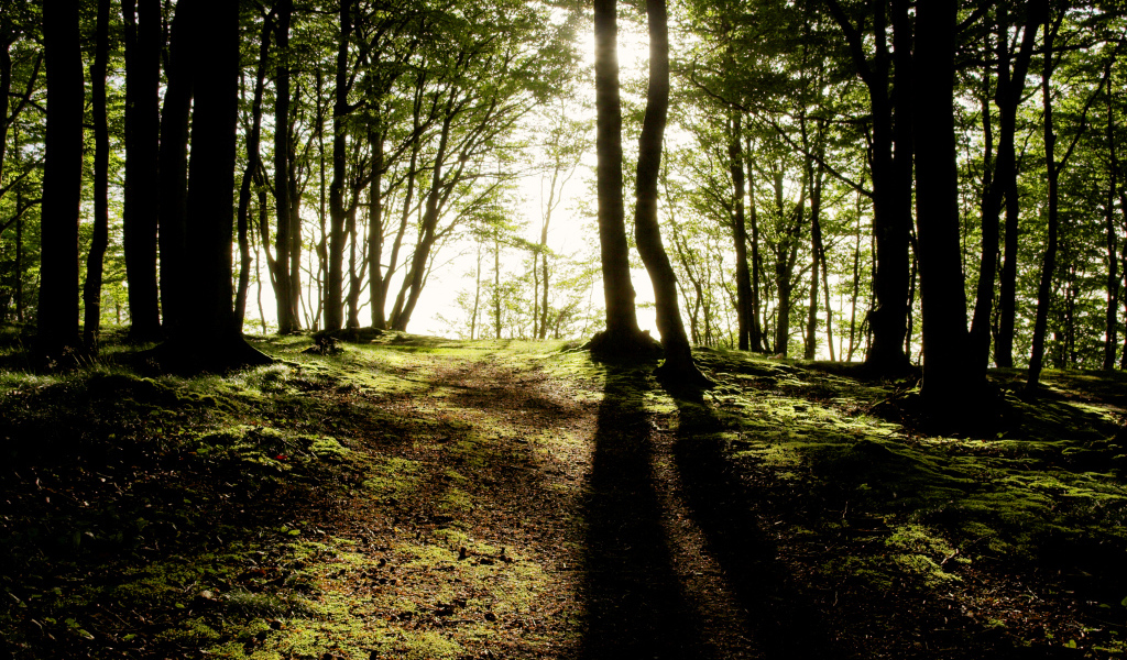 Солнечные лучи пробиваются сквозь деревья