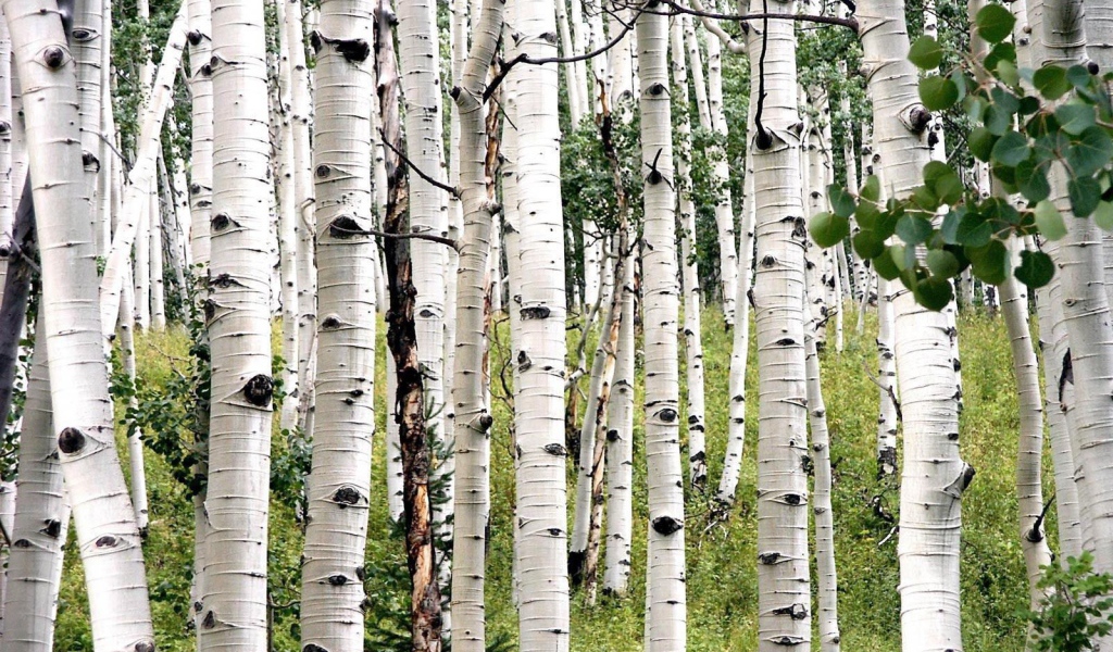 Белая береза