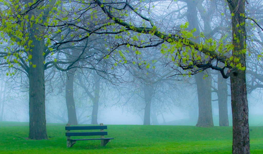 Скамейка в туманном парке