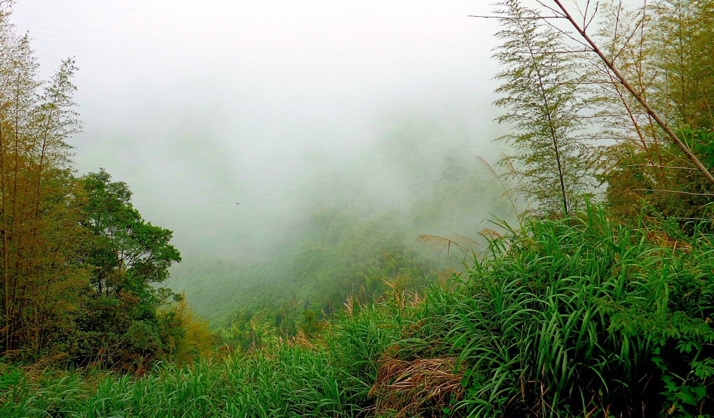 Лес в утреннем тумане