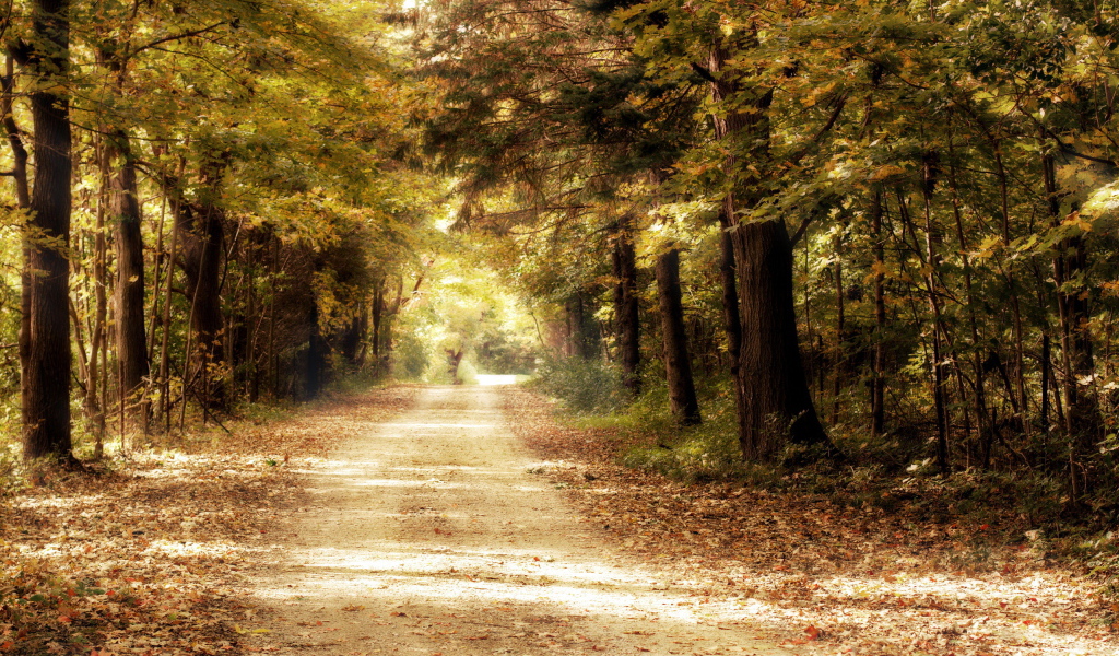 Дорога в дремучем лесу