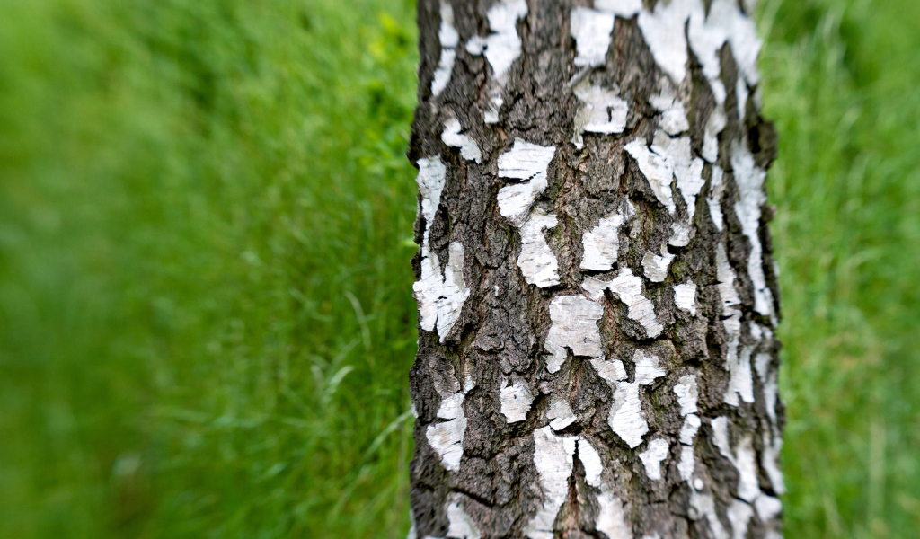Trunk of a birch on a background of grass