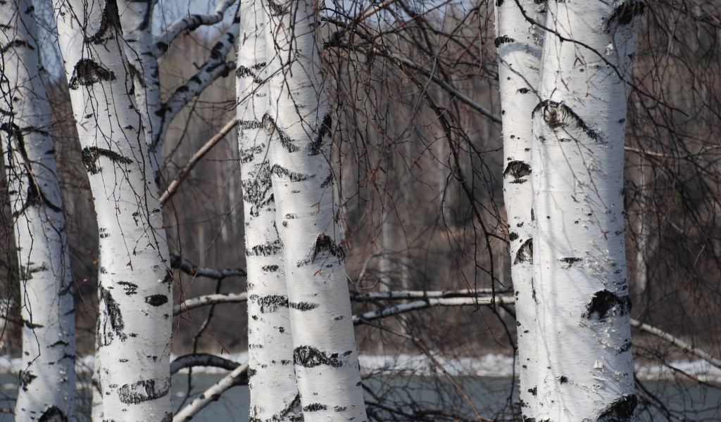 Зимняя березовая роща