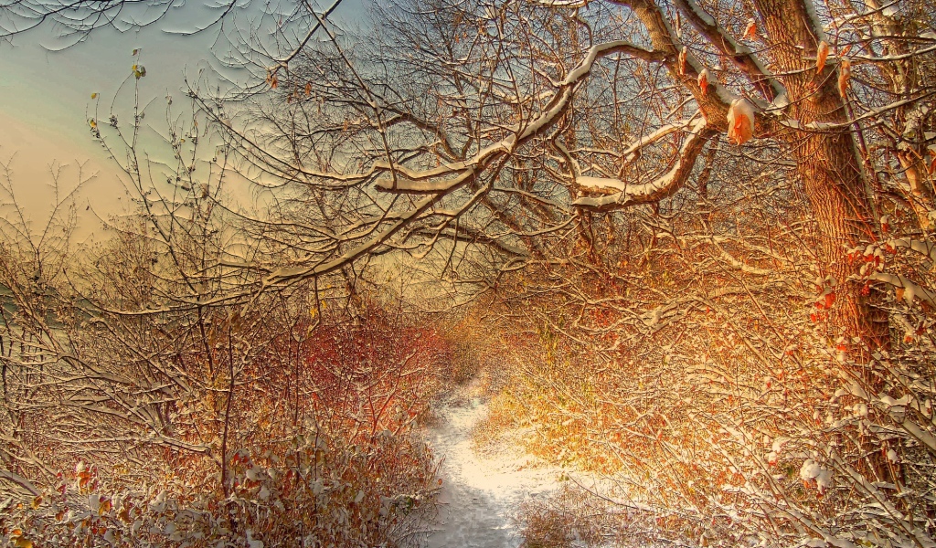 Зимняя дорожка через лес