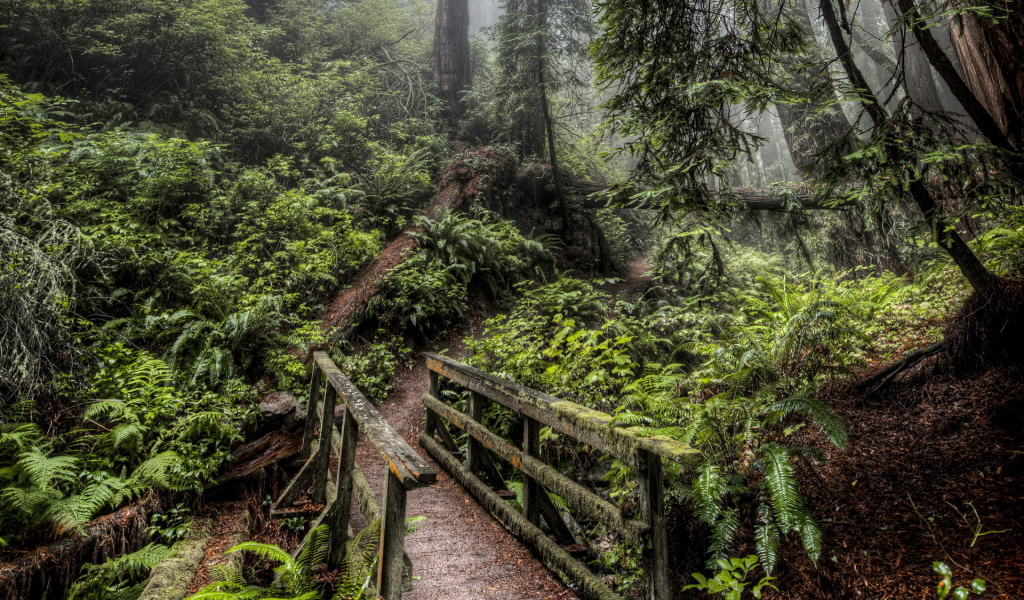 Деревянный мост в лесу