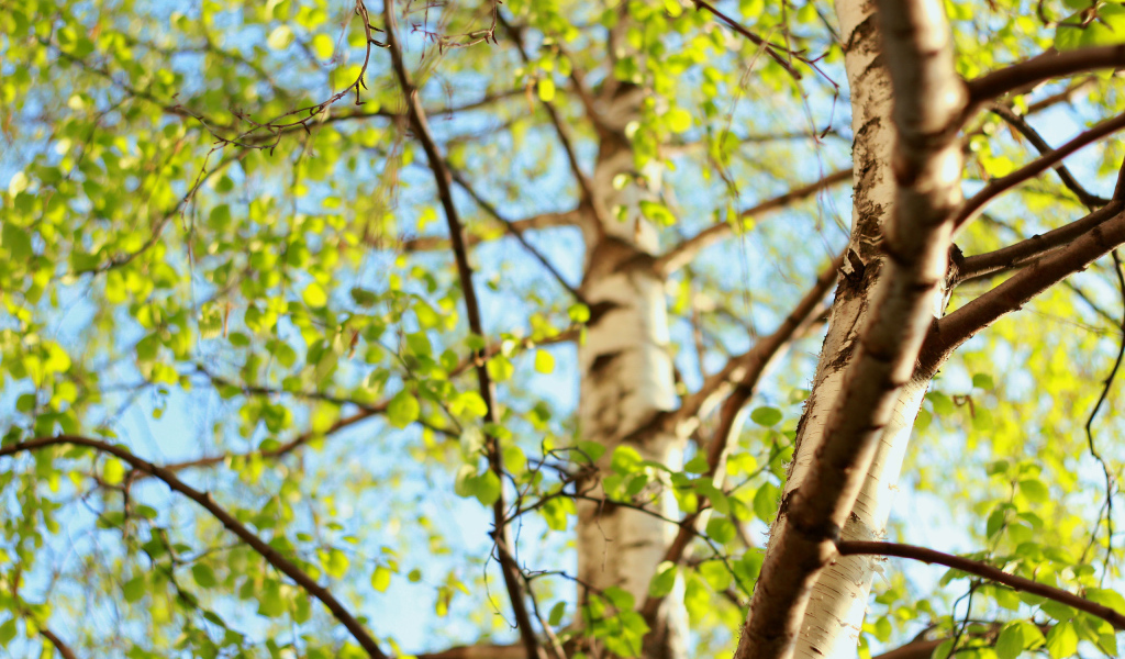 Молодая зелень берез