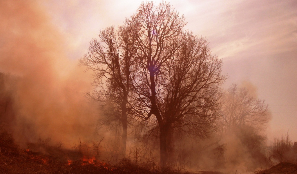 Пожар в лесу