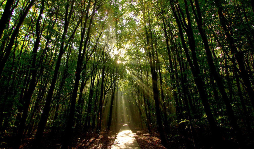 Освещенная солнцем дорога в лесу