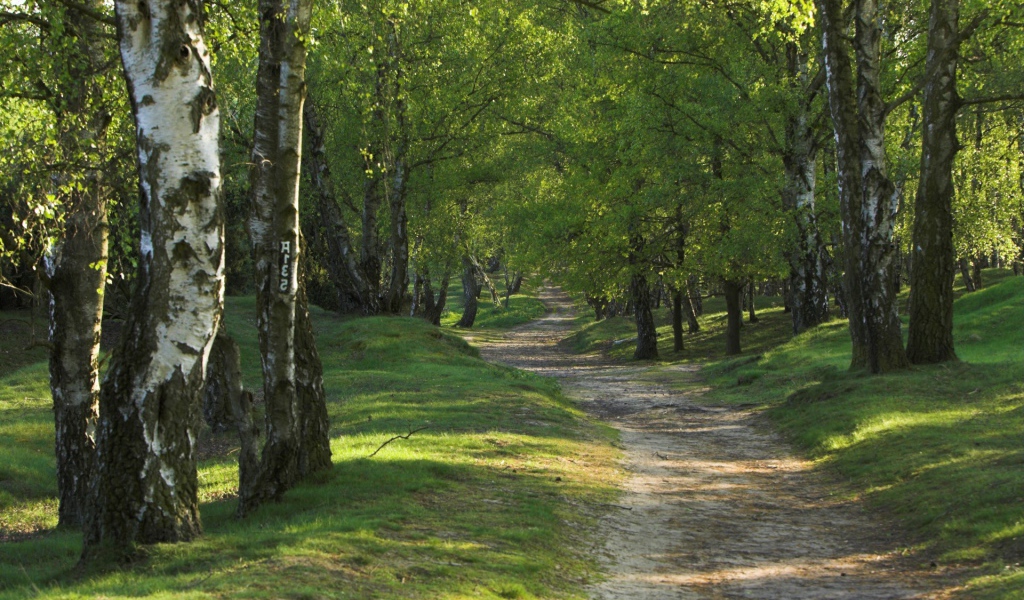 Дорога в березовом лесу