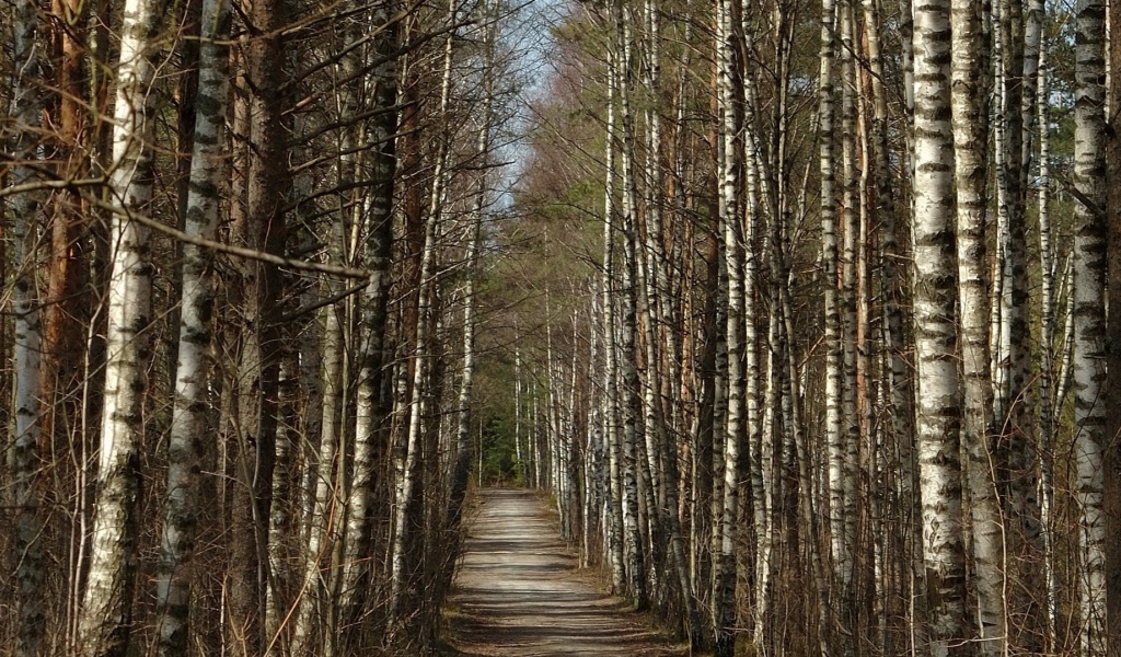 Дорога через березовый лес