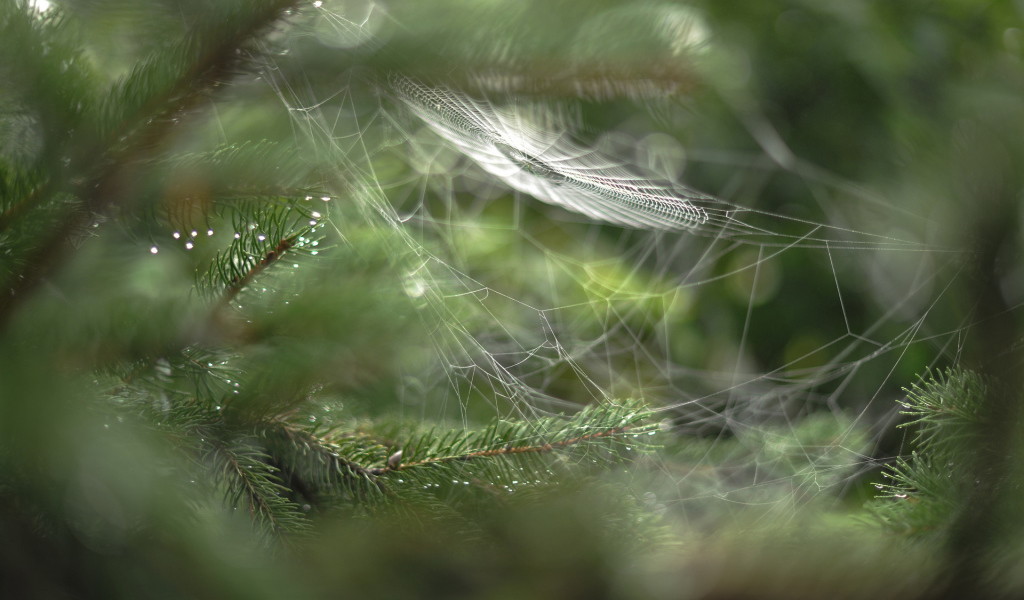 Паутина в лесу