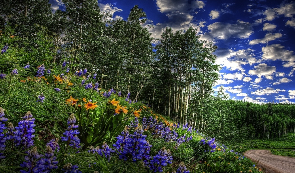 Цветы около дороги