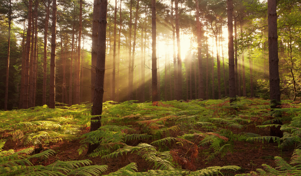 Лес в Англии