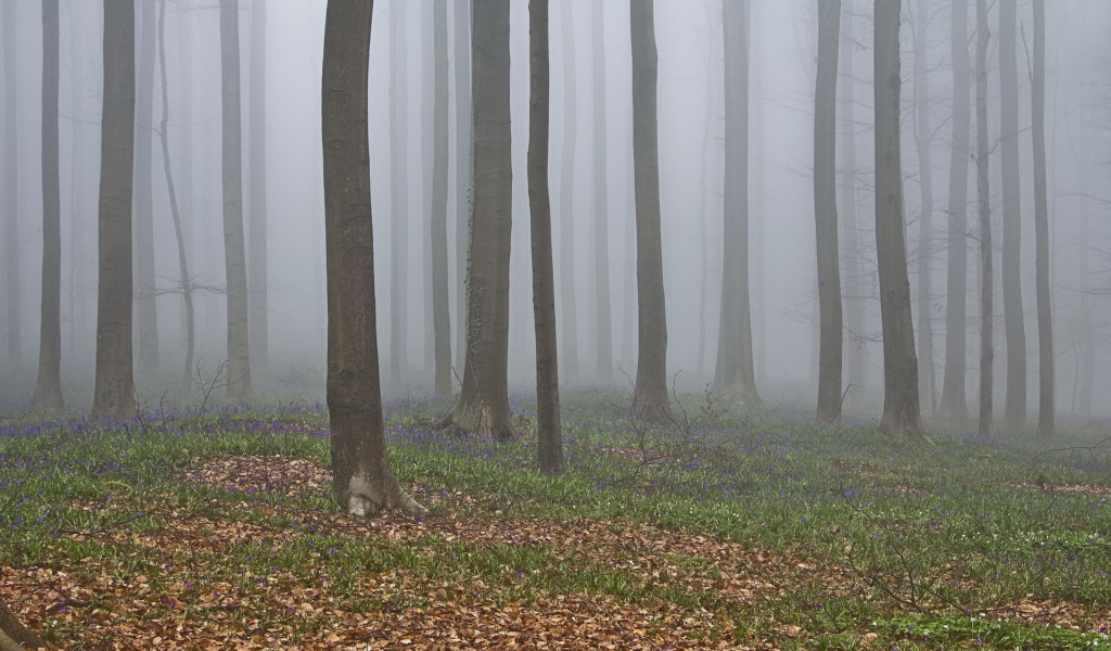 В лесу осенний туман