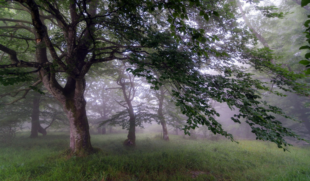 Туман в саду