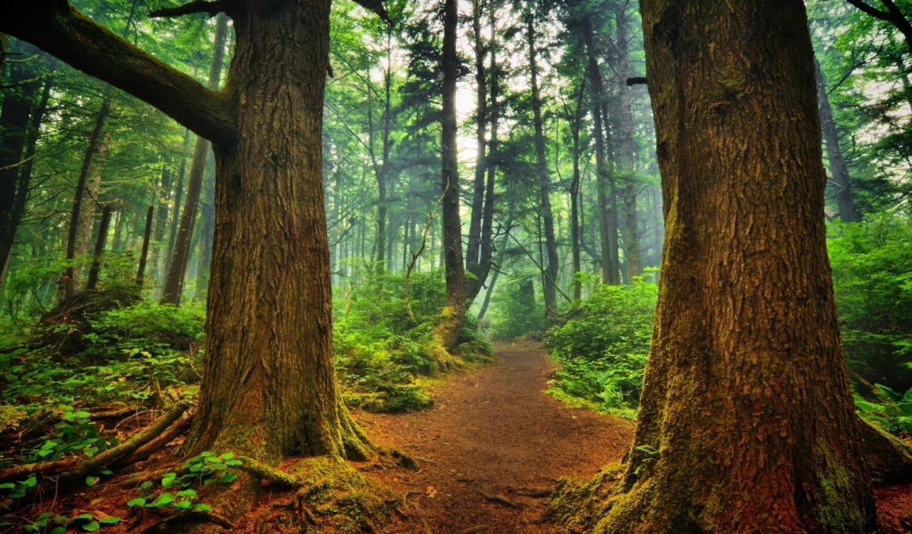 Тропинка среди деревьев