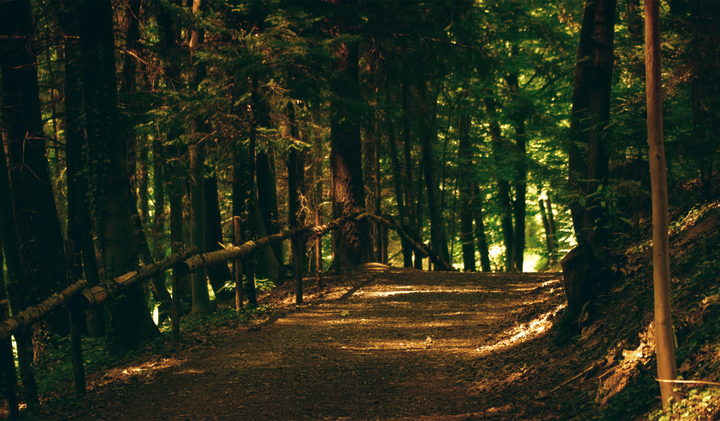 Тропа в парке