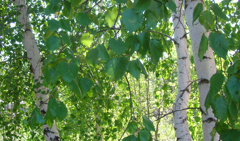 Листья березы