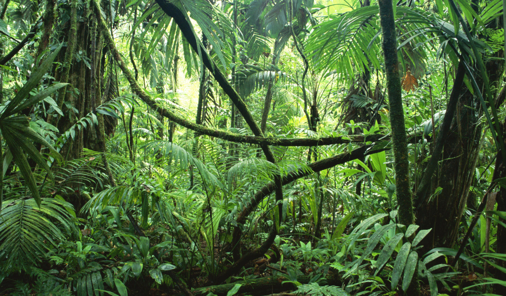 Тропические джунгли
