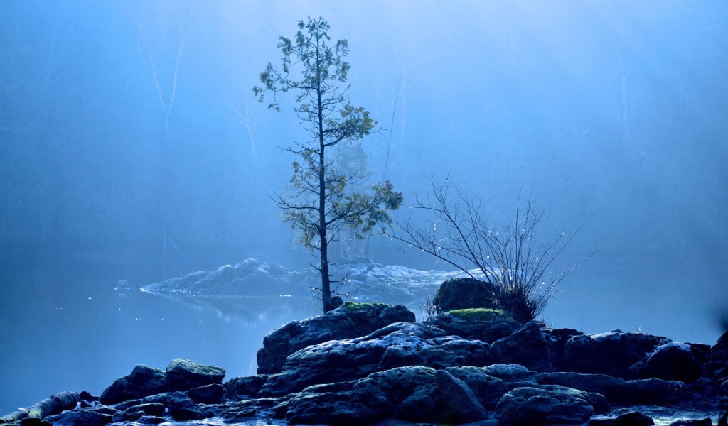 Дерево на каменном острове