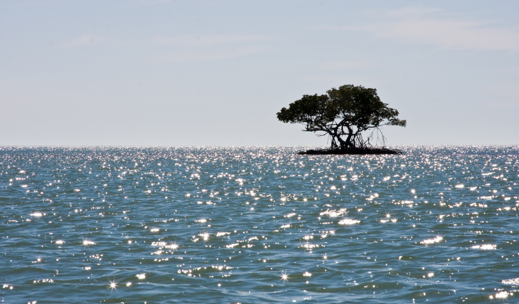 Маленький остров с деревом